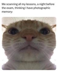 school memes